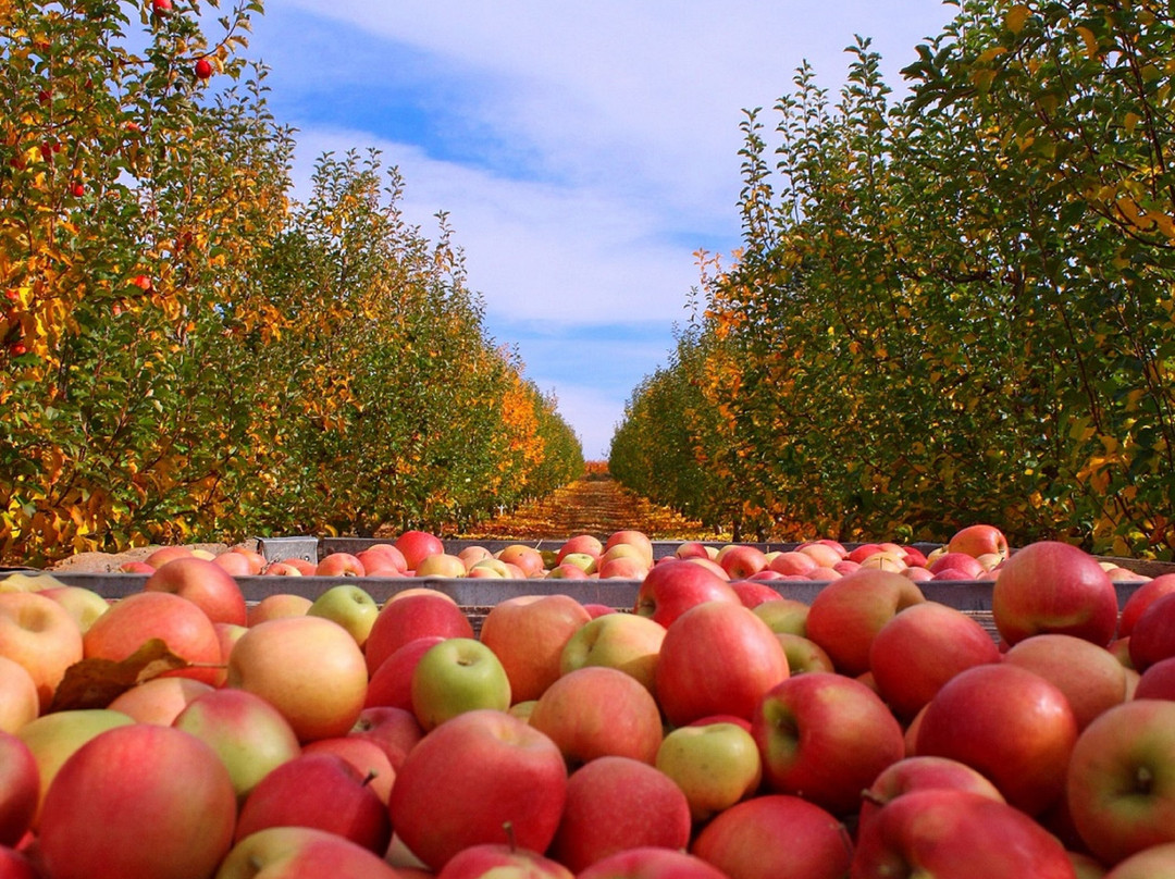 Boa Vista Orchards景点图片