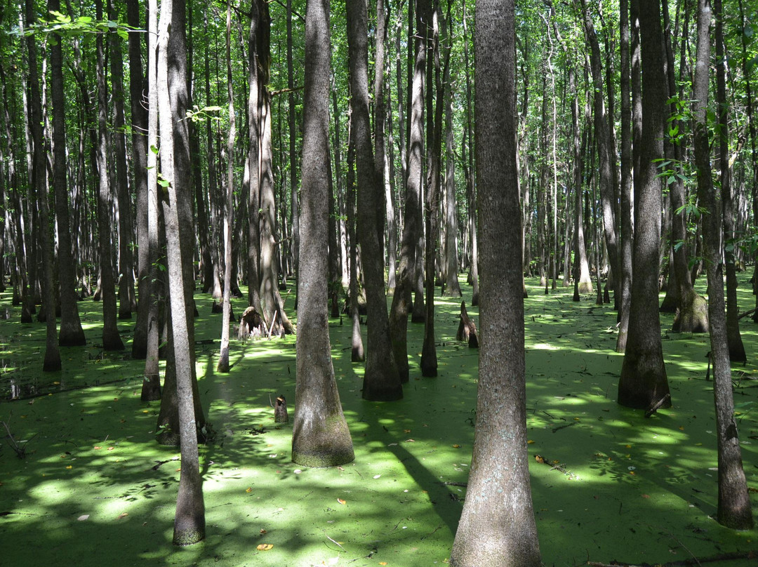 Louisiana Purchase State Park景点图片