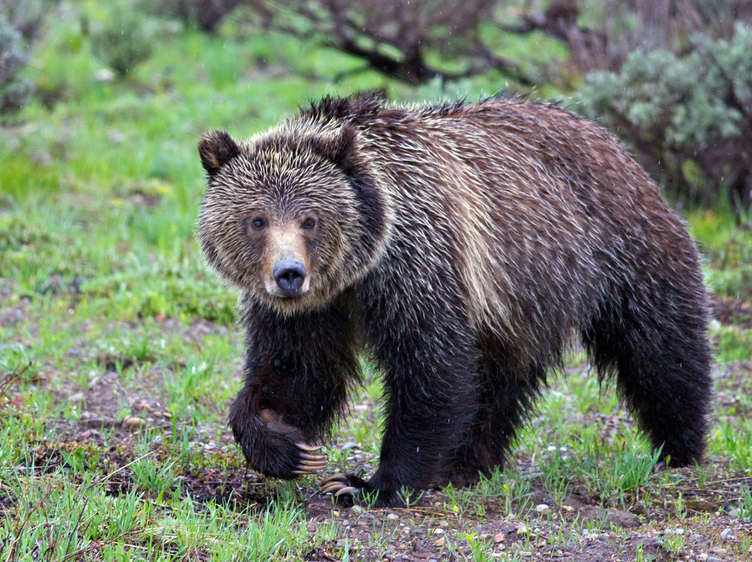Grizzly Country Wildlife Adventures景点图片