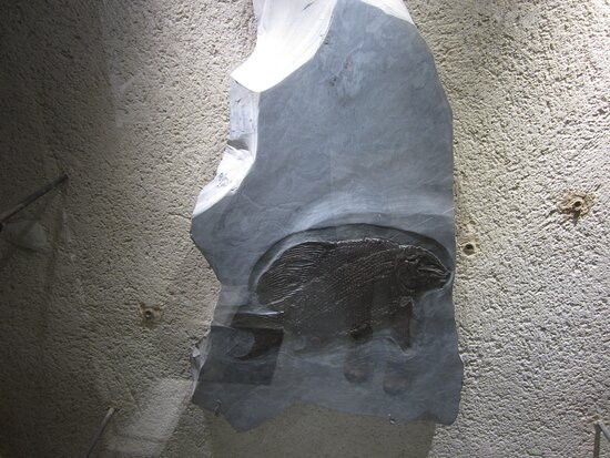 Paléogalerie景点图片