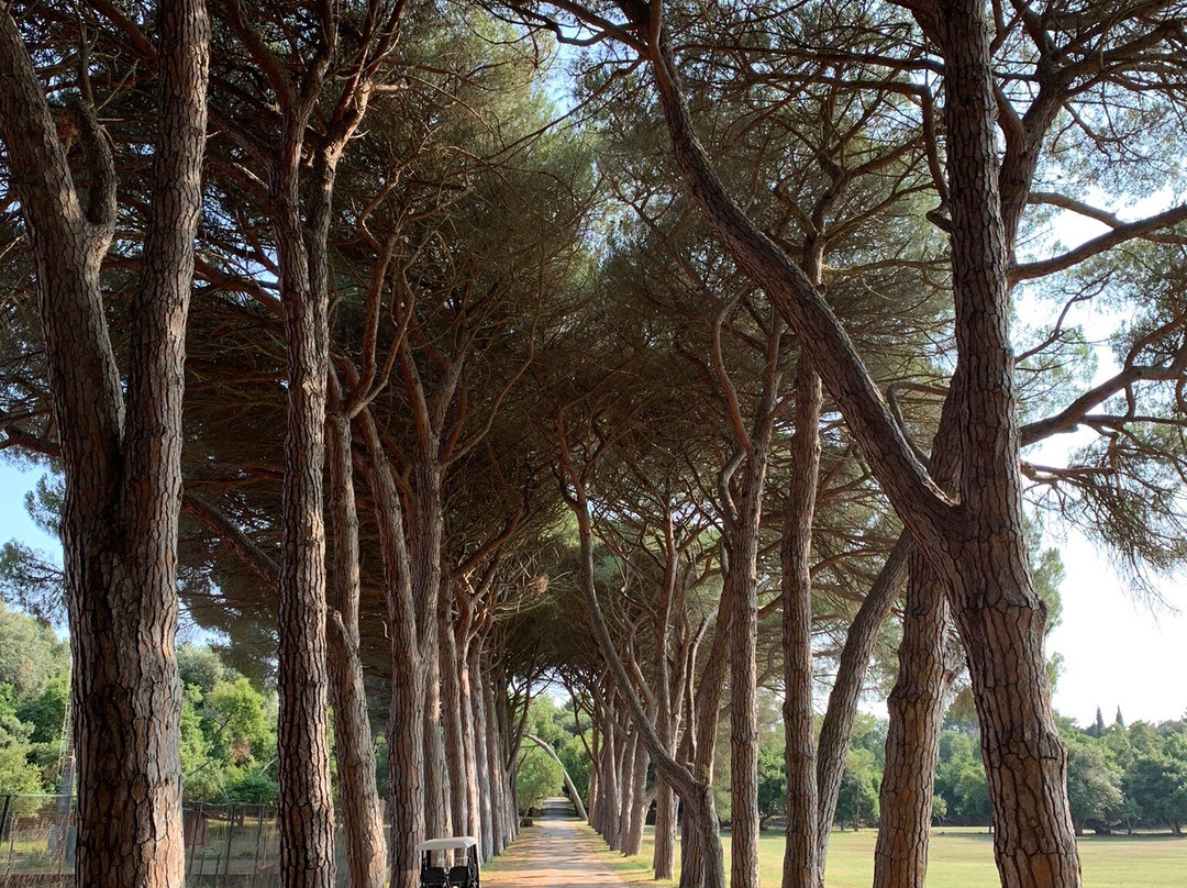 Pine Tree Alley