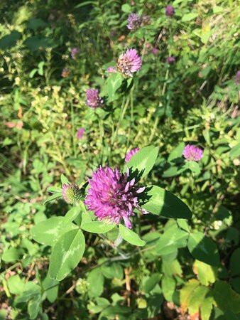 Bowman Lake-冰河国家公园必去景点