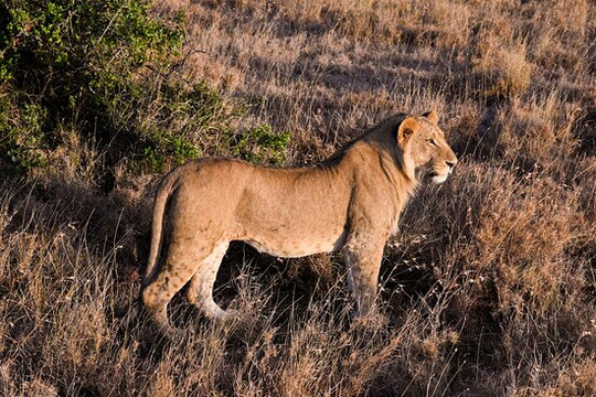 Discovery Expeditions & Adventures-内罗毕必去景点