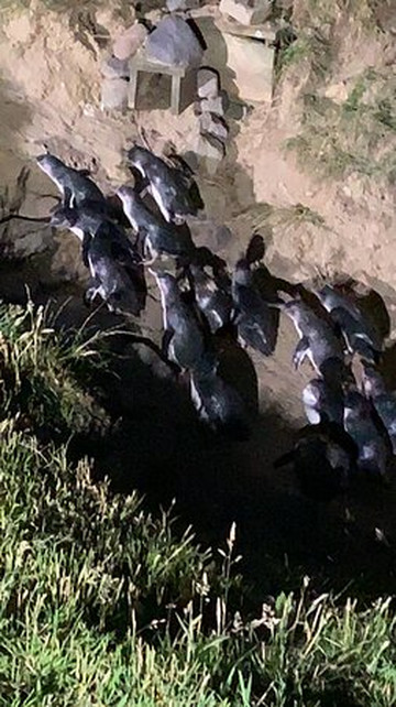 Blue Penguins Pukekura-但尼丁必去景点