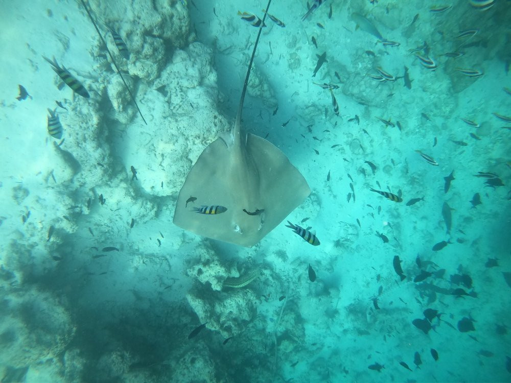 Aquatic Water Sports