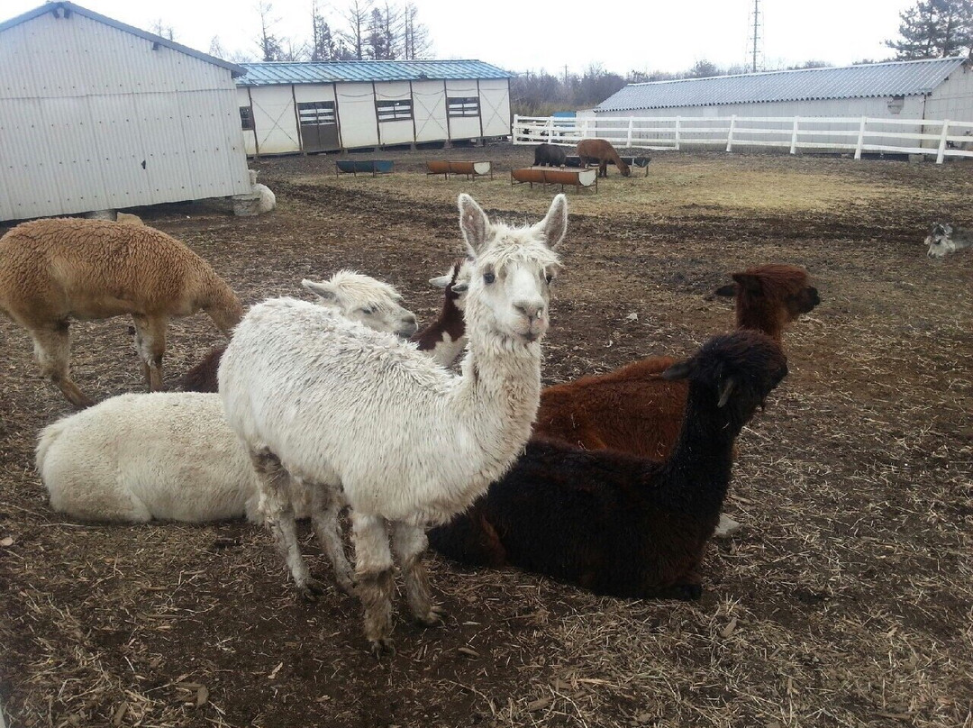 Nasu Alpaca Farm景点图片