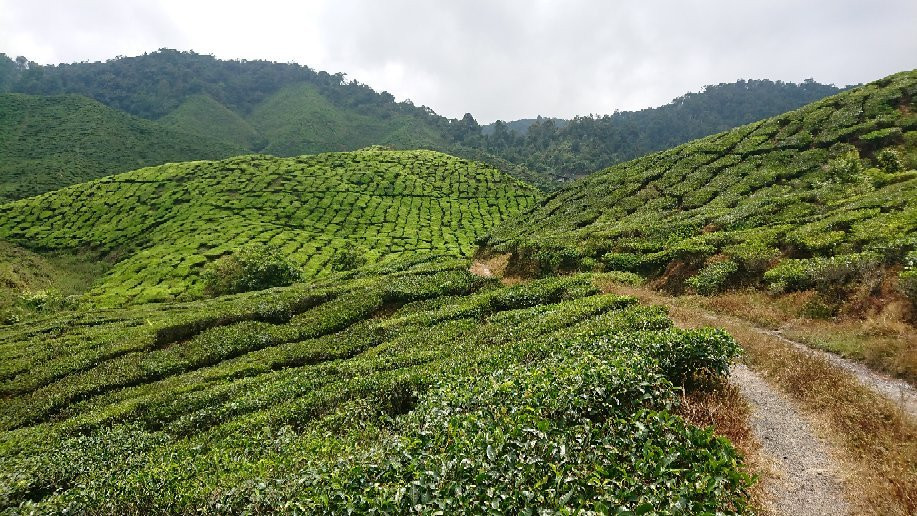 Cameron Highland Trail No. 6景点图片