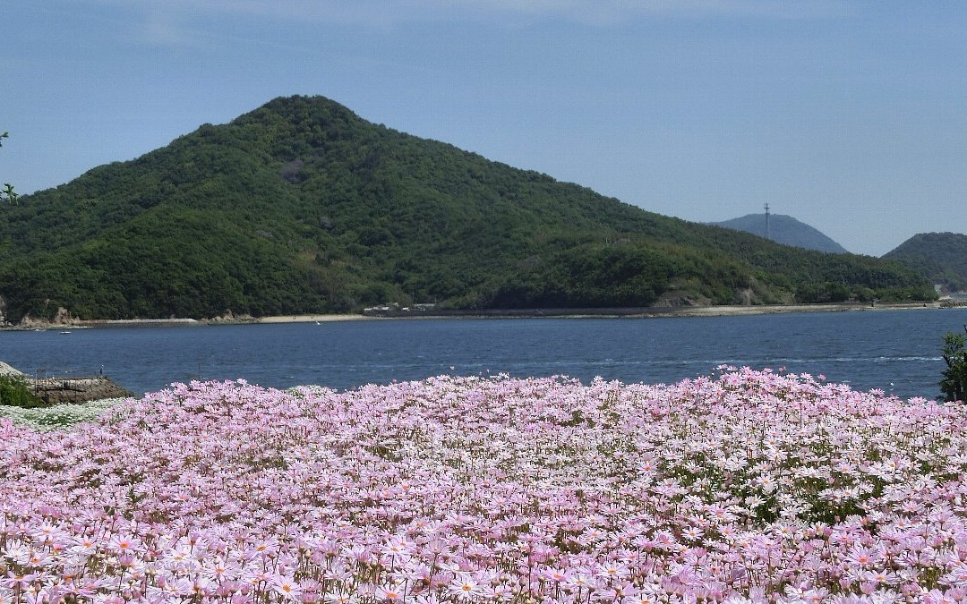 Flower Park Urashima景点图片