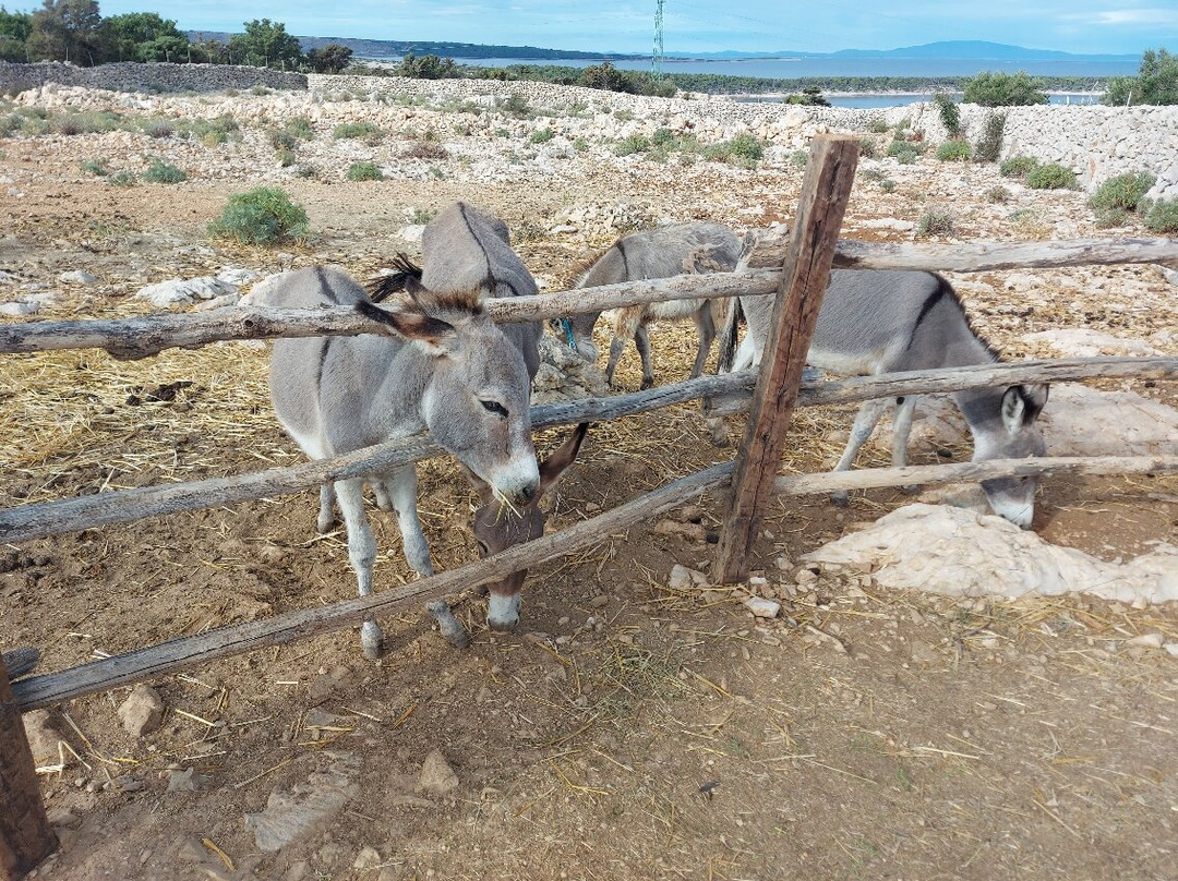 OPG Kanat Small Donkey Farm景点图片