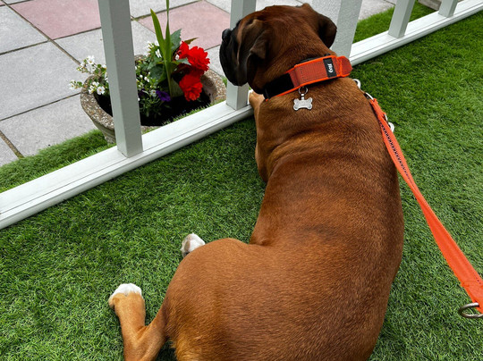 Gull Rocks Bar And Coffee House