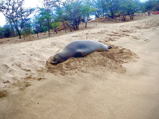 Destination Diving And Snorkel Maui-拉海纳必去景点