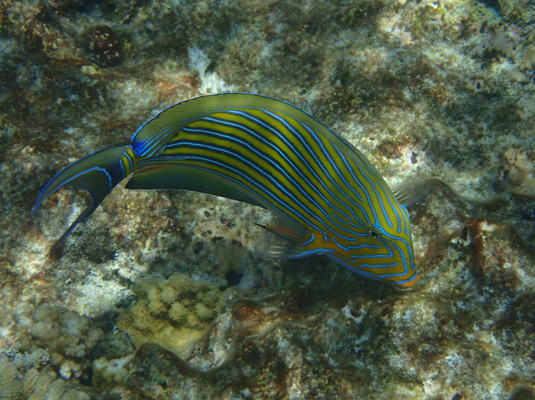 伊丽特女士岛度假村主图
