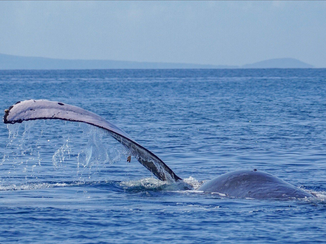 Oceanic Patrol景点图片