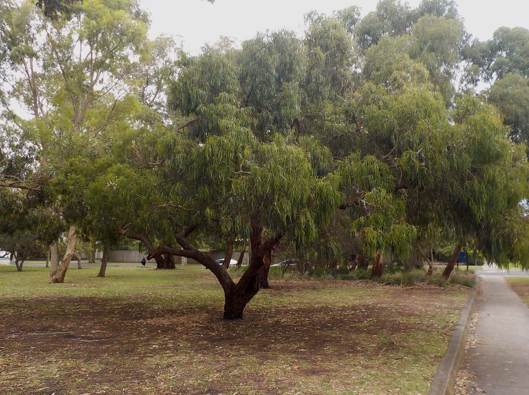 Banksia Reserve景点图片