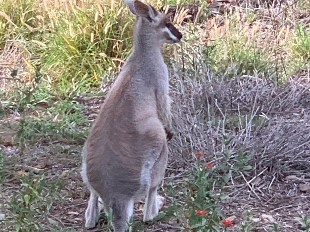 Archers Lookout-Gayndah必去景点