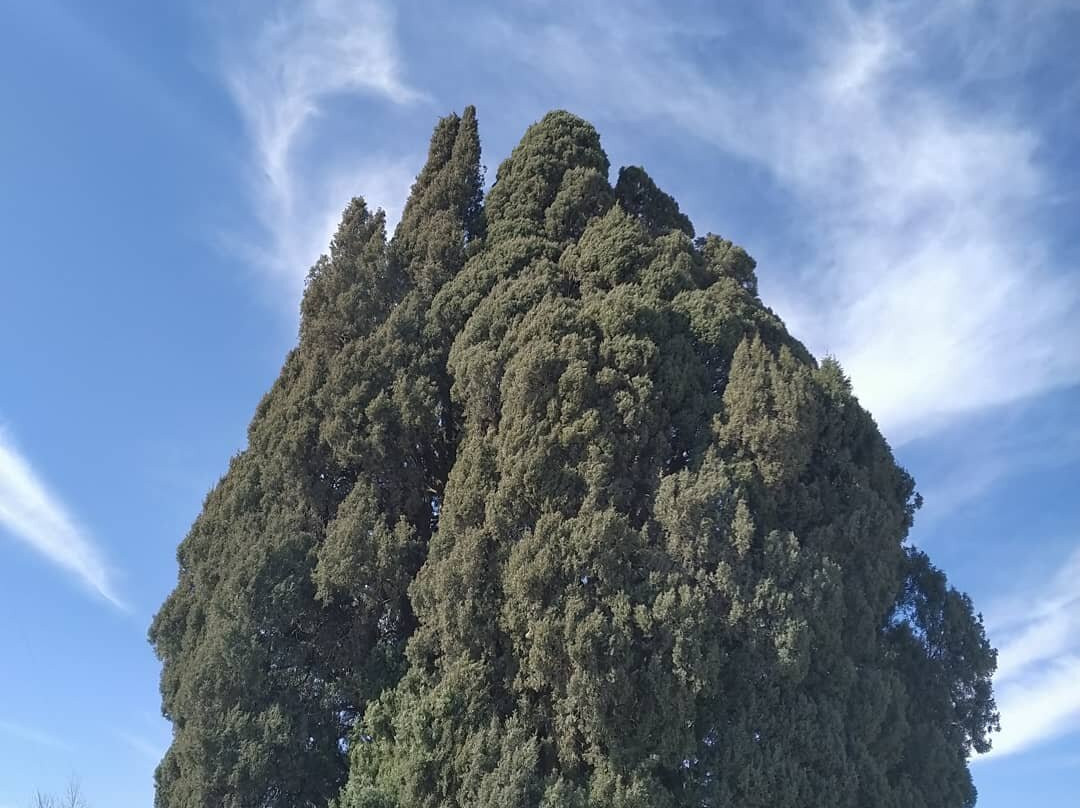 Cypress of Abarkuh景点图片