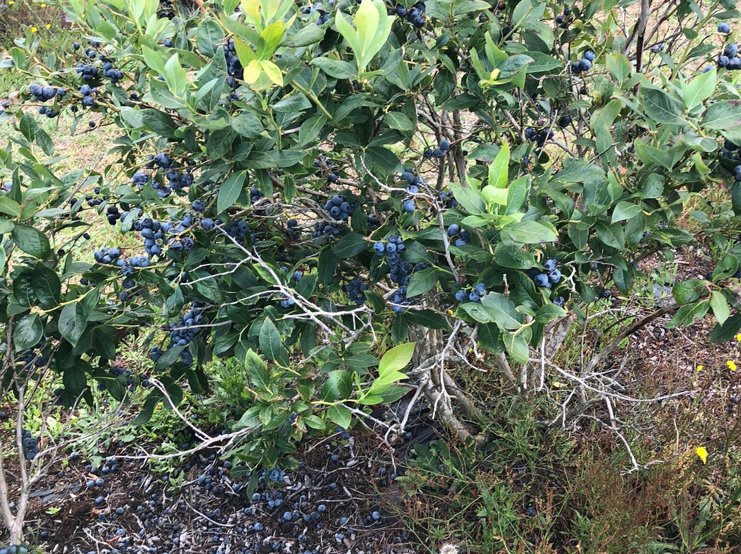 Blueberry Country Ltd.-Ngatea必去景点