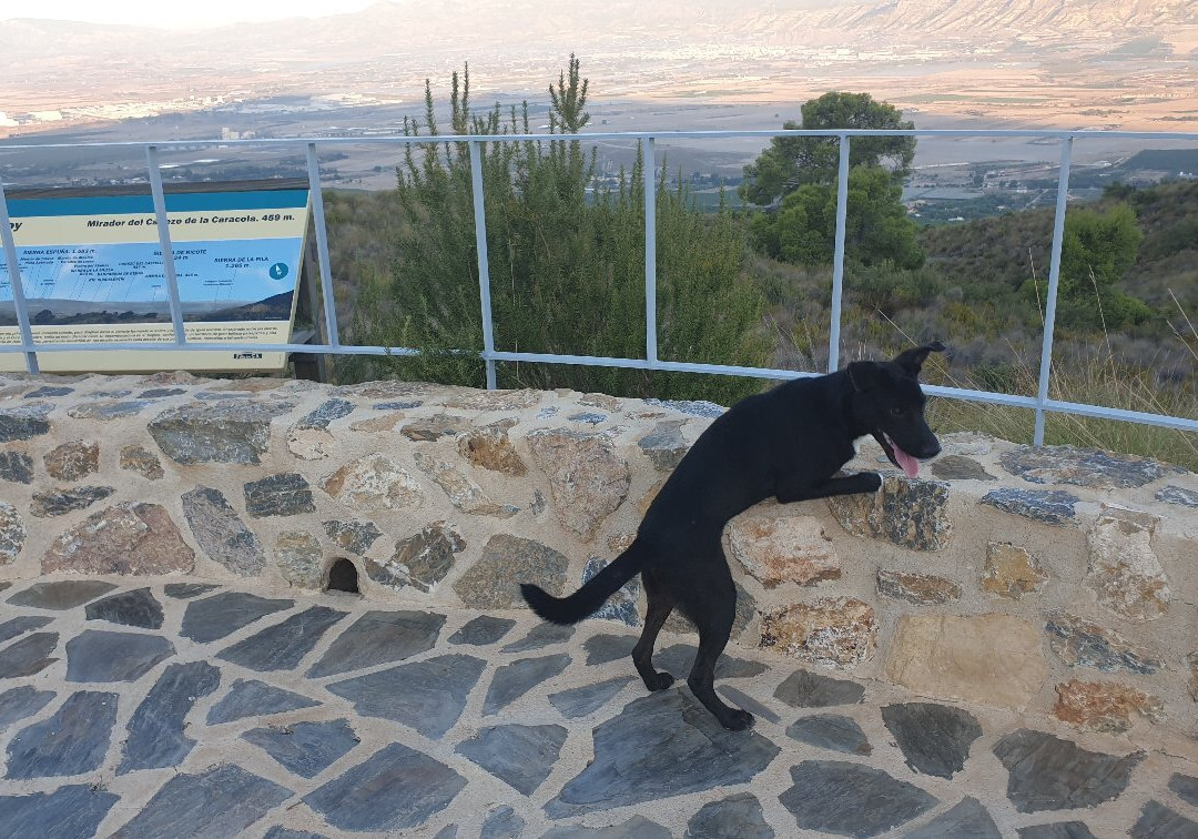 Mirador Cabezo de la Caracola景点图片