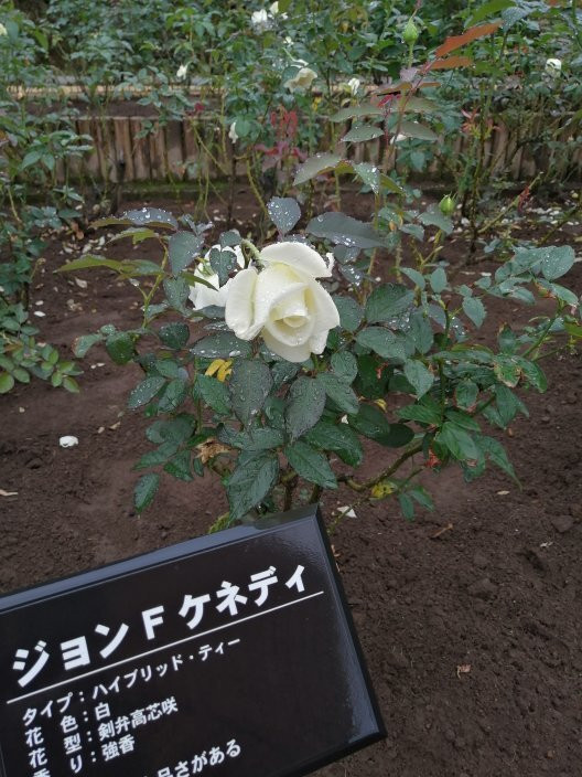 Chiba Kashiwanoha Park-柏市必去景点