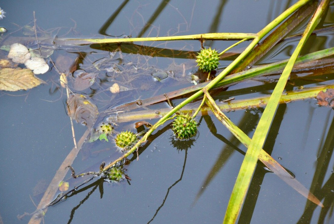 Nawautin Nature Sanctuary景点图片