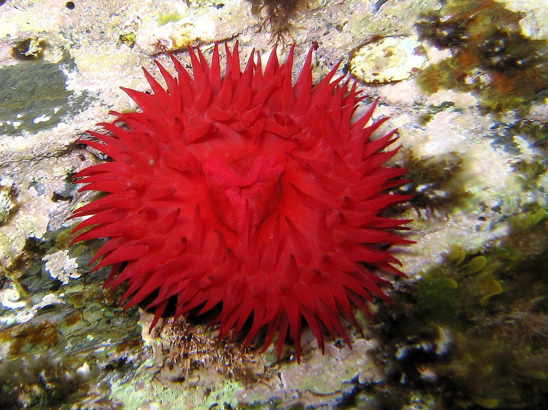 Aquarium de l'Institut océanographique Paul Ricard-Six-Fours-les-Plages必去景点