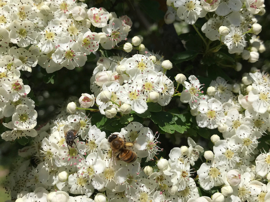 Goorambat Memorial Stone-Goorambat必去景点