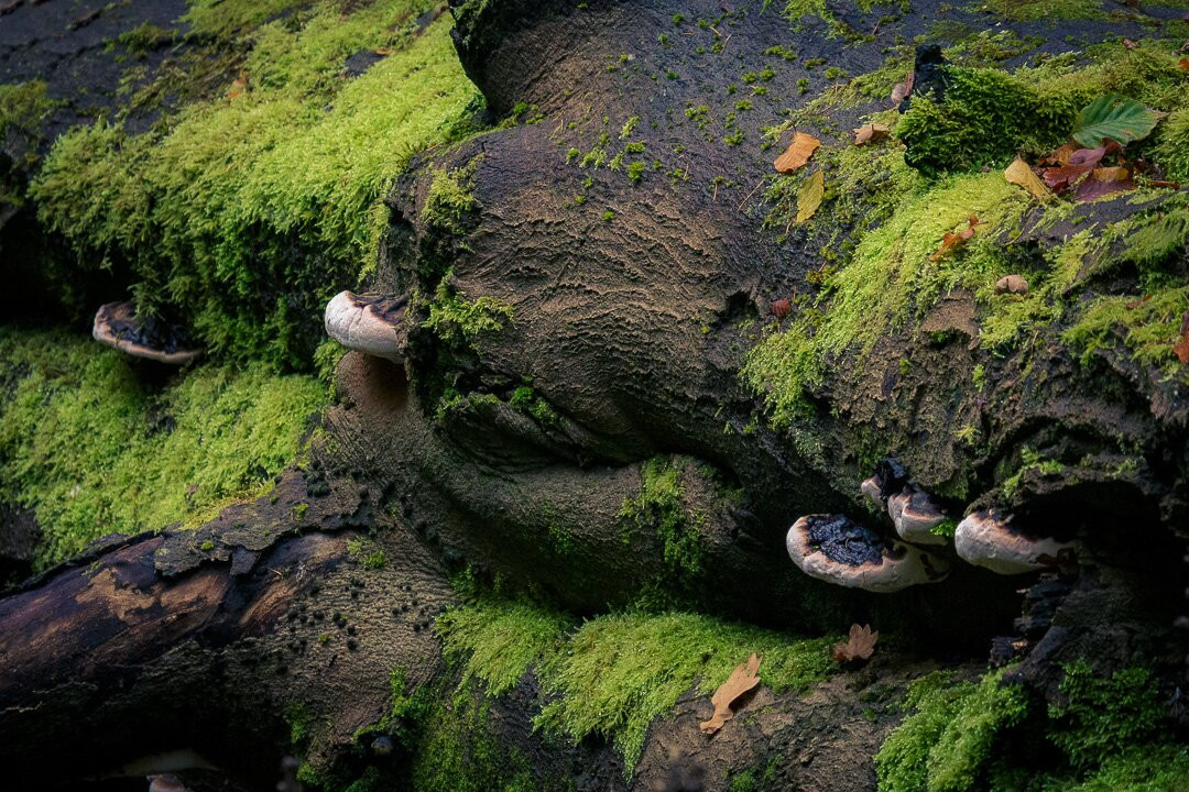 Nagshead Nature Reserve-Parkend必去景点