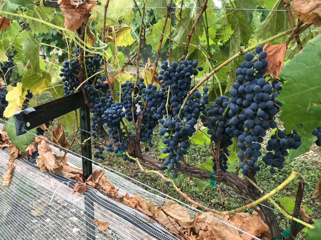 Belle Joli Winery Sparkling House-Sturgis必去景点