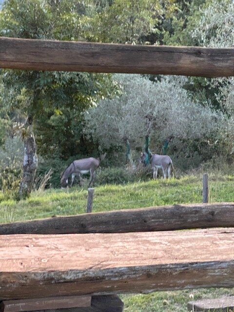 Agriturismo Al Vecchio Tino-浴室