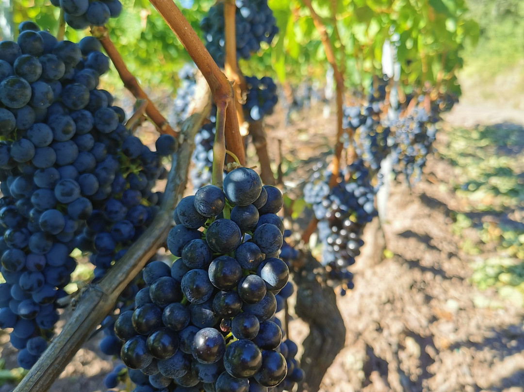 Tenuta Prima Pietra景点图片