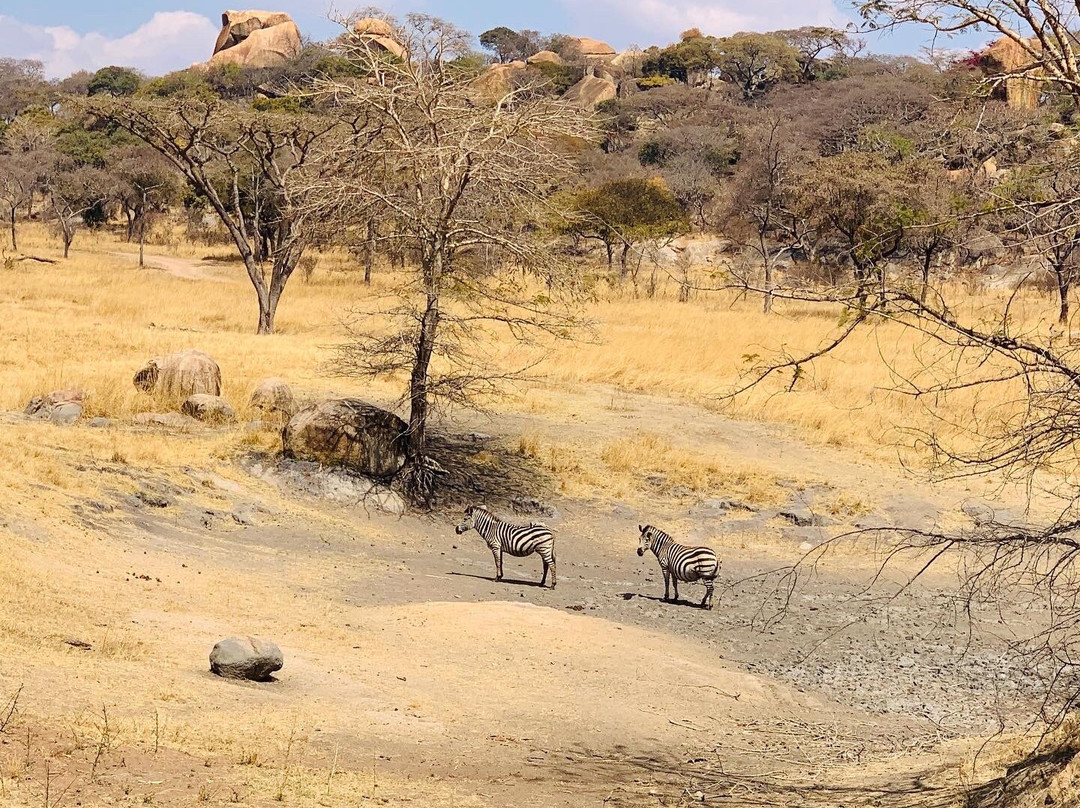 Lion and Cheetah Park景点图片