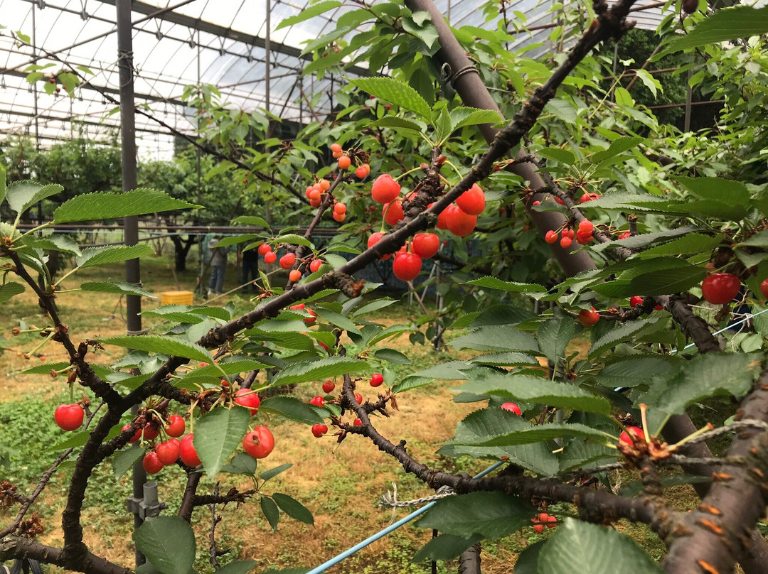 Takashima City Makino Agricultural Park Makino Pic-Land-高岛市必去景点