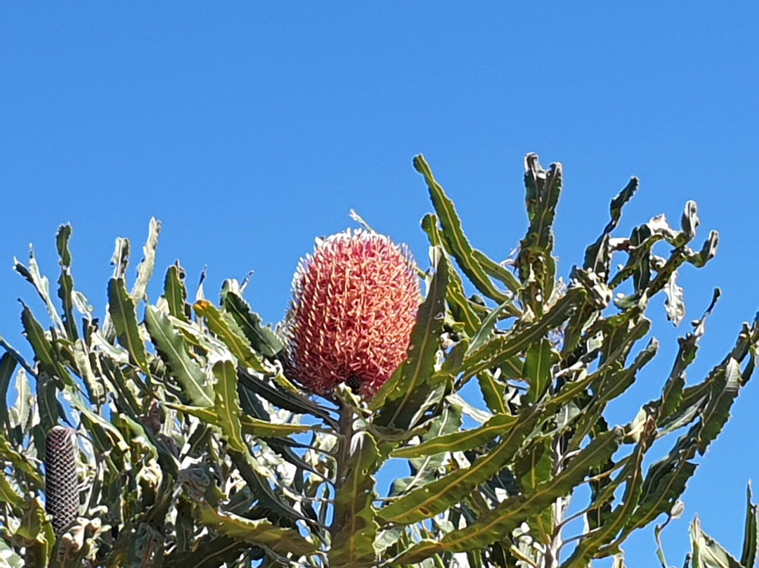 Mount Brown-Beeliar必去景点