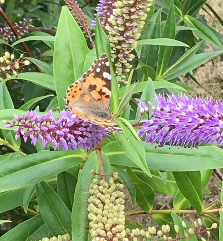Offa's Dyke Path National Trail-Shropshire必去景点