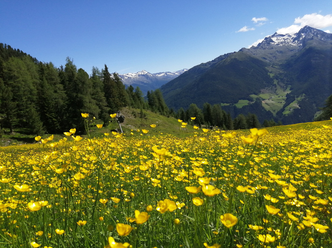 Alphotel Stocker主图