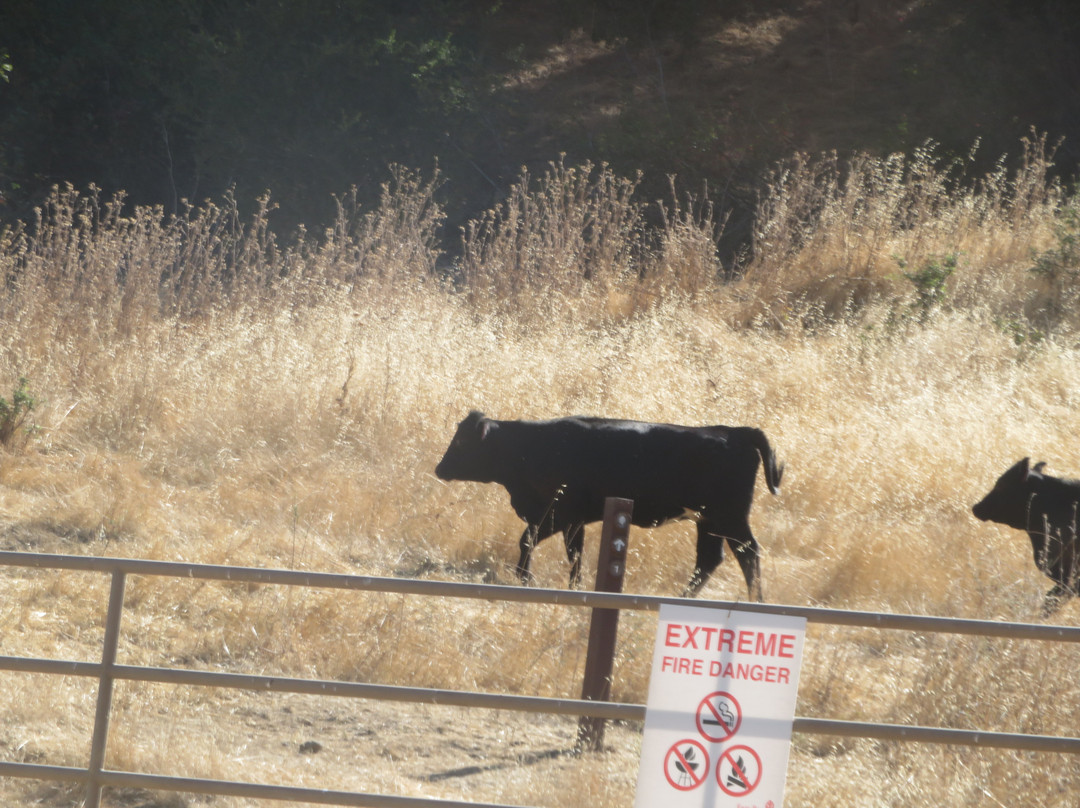 Pleasanton Ridge Regional Park-Sunol必去景点