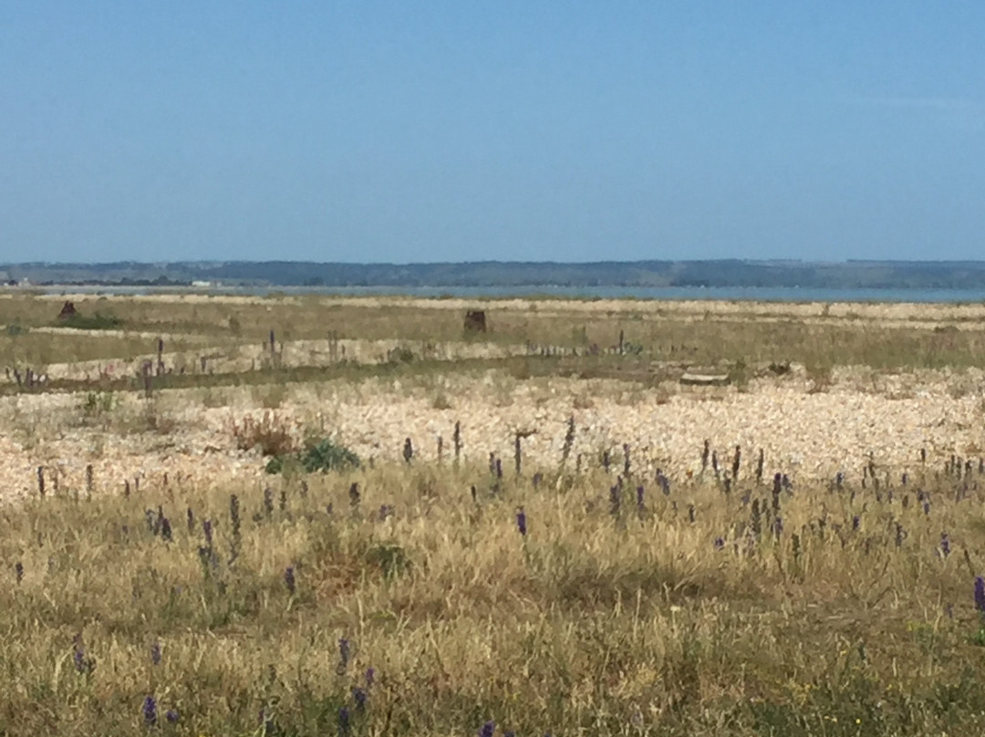 Dungeness National Nature Reserve景点图片