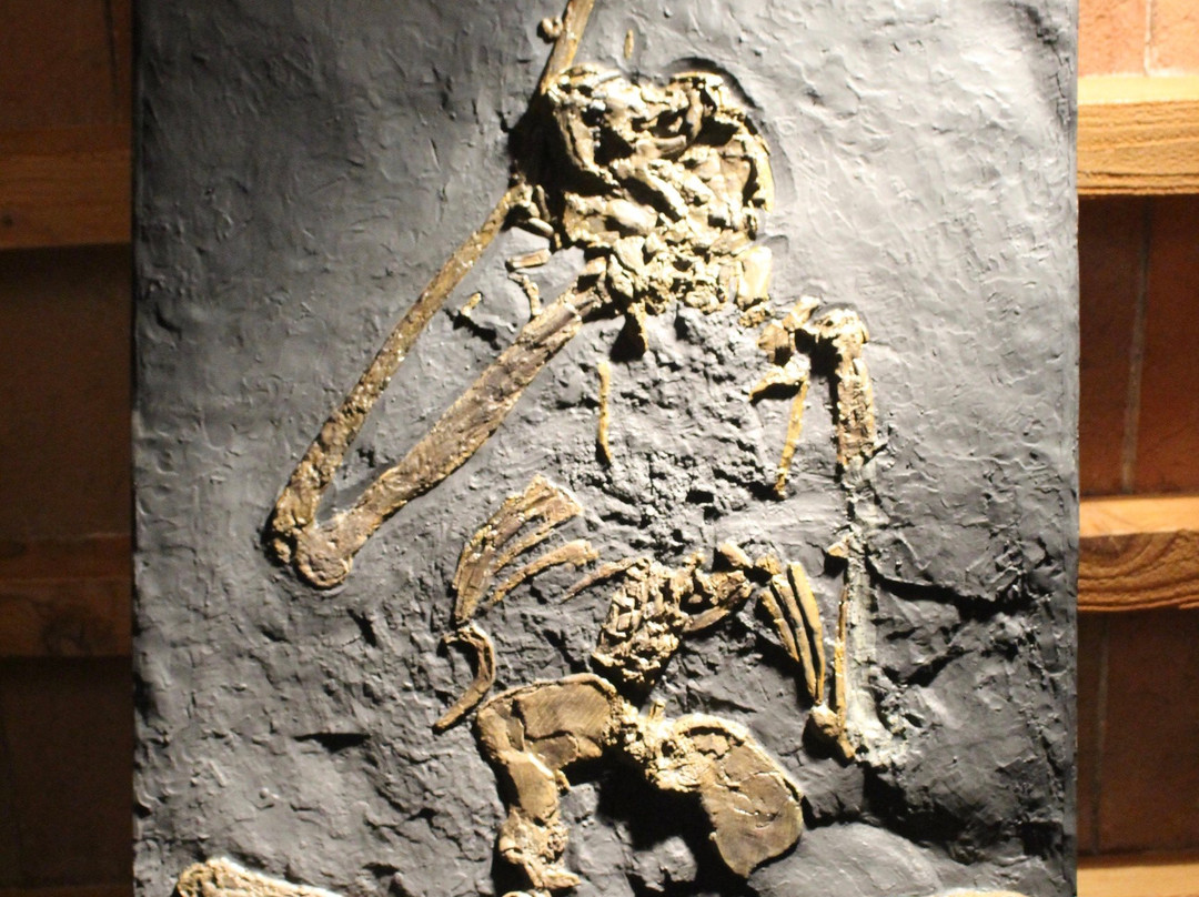 Museo di Storia Naturale della Maremma景点图片