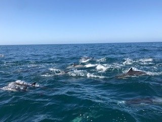 East Meets West Whale Watching-纽波特海滩必去景点