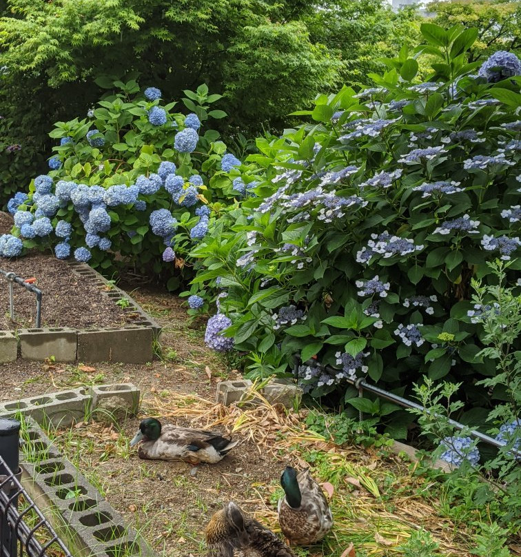Ichibaike Park-摄津市必去景点