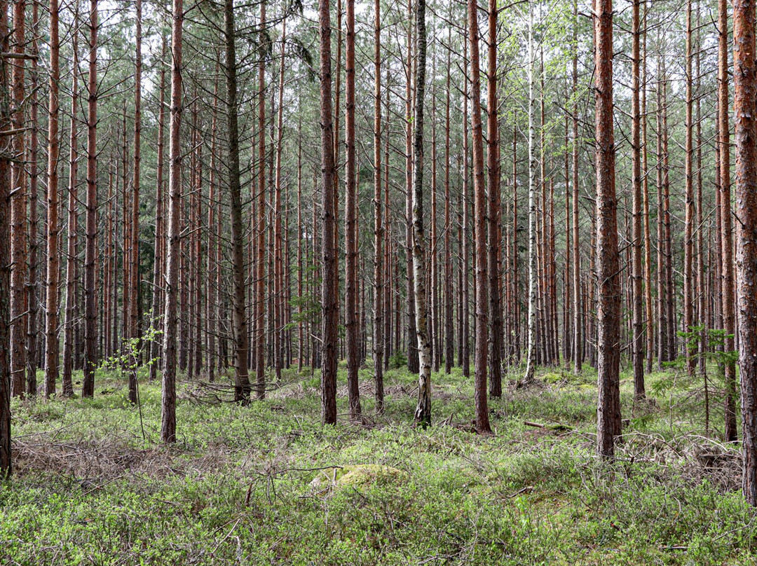 Gränsö naturreservat-Vastervik必去景点