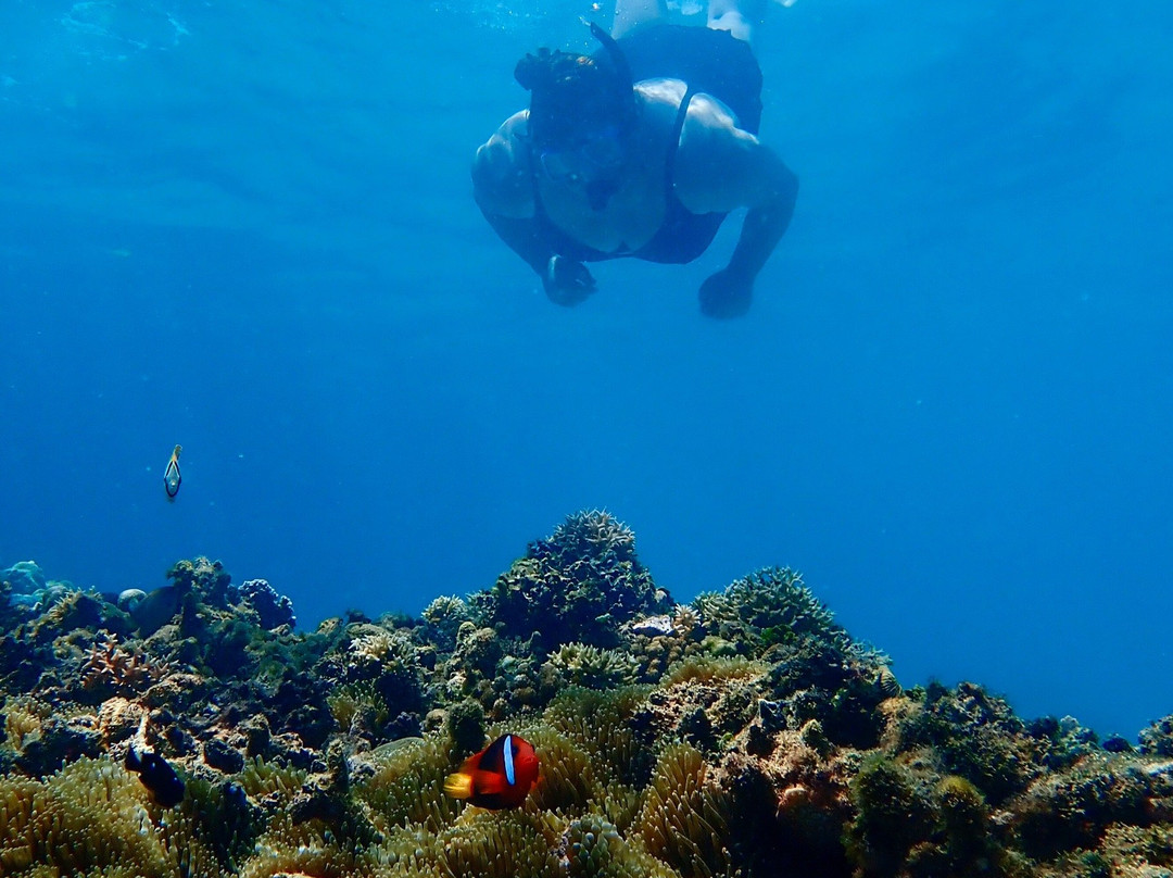 Niugini Dive Adventures-Madang必去景点