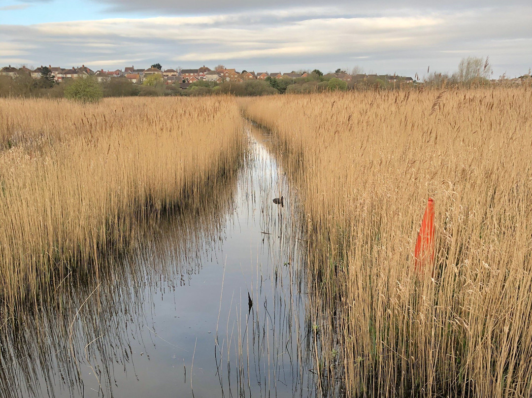 RSPB Weymouth Wetlands at Radipole Lake Nature Reserve-韦茅斯必去景点