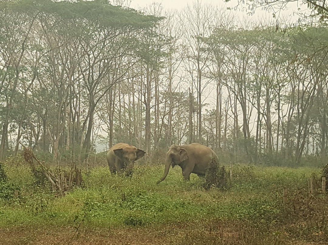 Elephant Valley Thailand-清莱必去景点