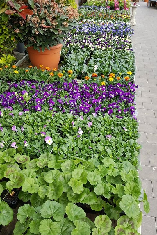 Botanic Home & Garden Centre Cork-Carrigtwohill必去景点