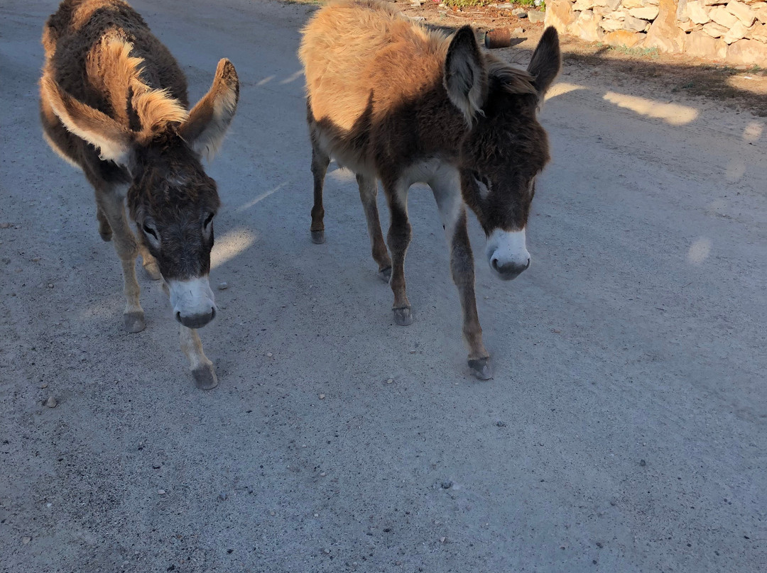 Tradewind Guest Suites on Salt Cay主图