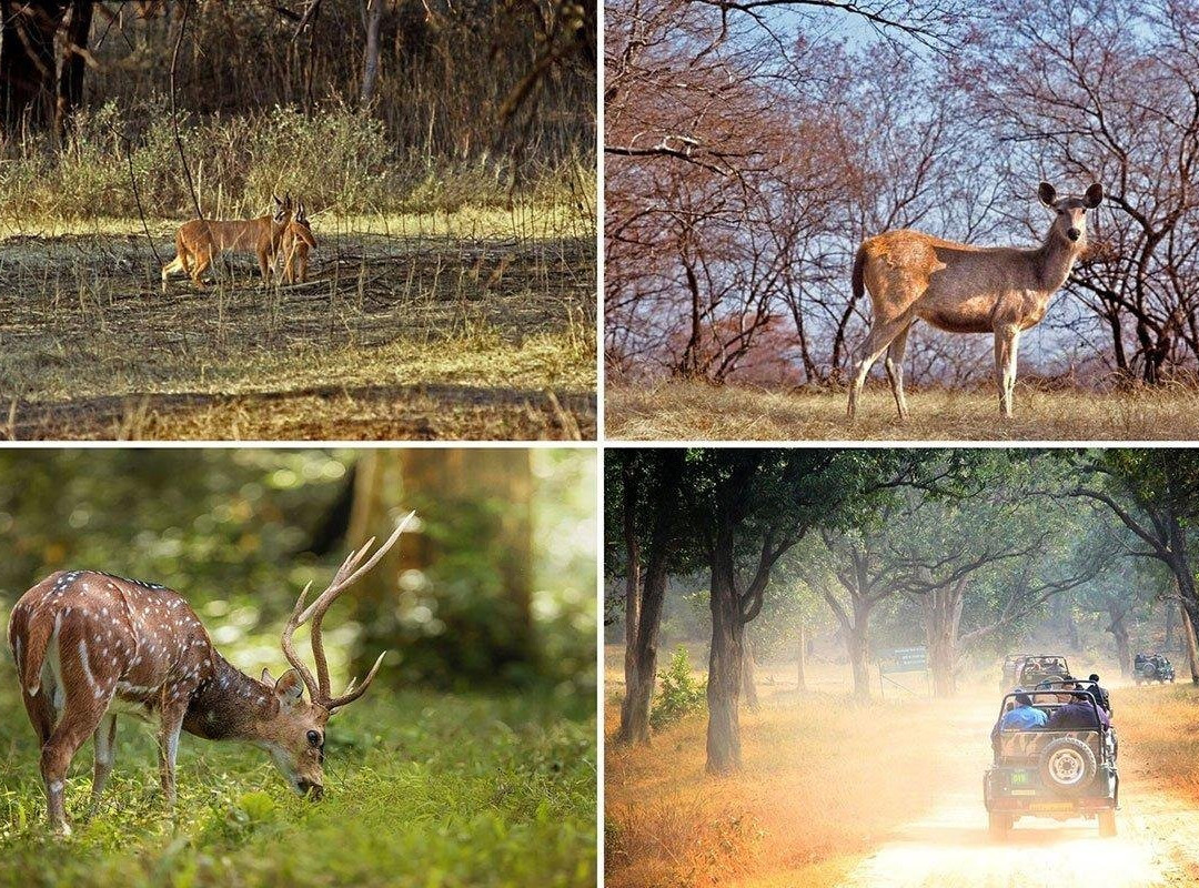 Trip To Ranthambore-瑟瓦伊马托布尔必去景点