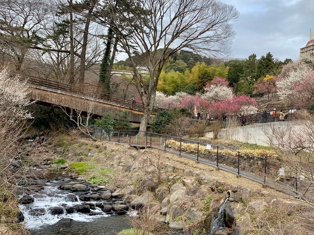 Atami Baien Ume Blossom Festival-热海市必去景点