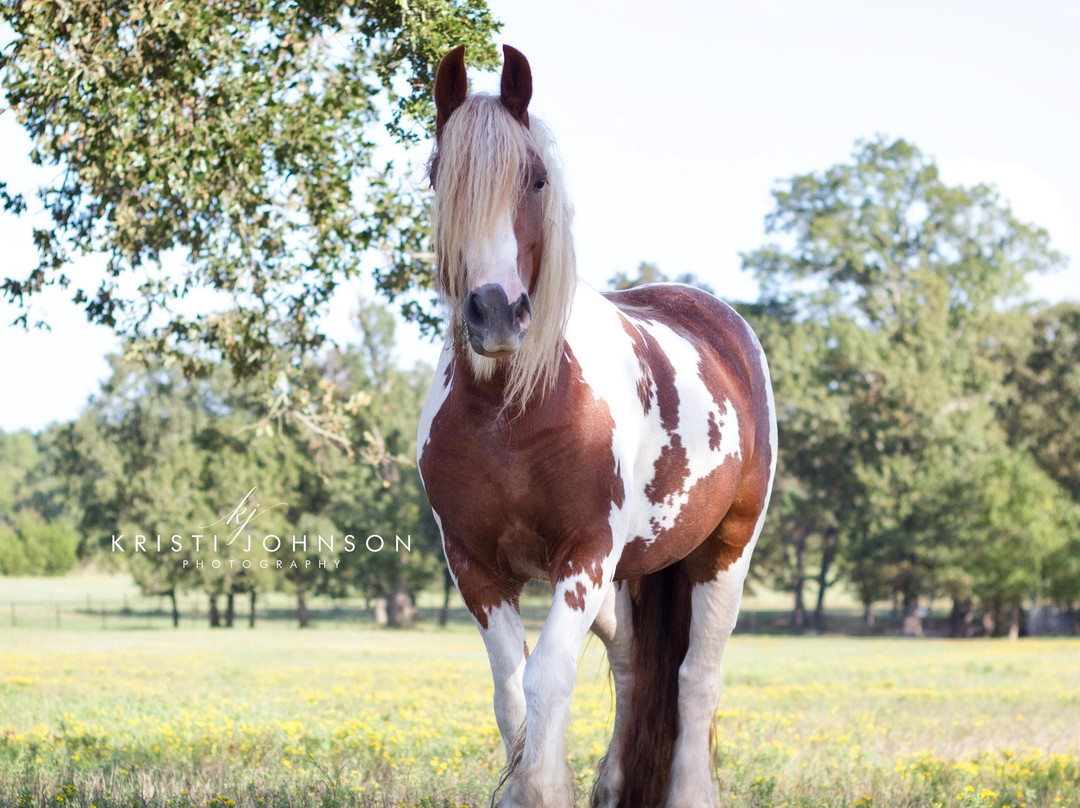 Aunique Ranch Gypsy Cob Vanner Horses-Huntsville必去景点