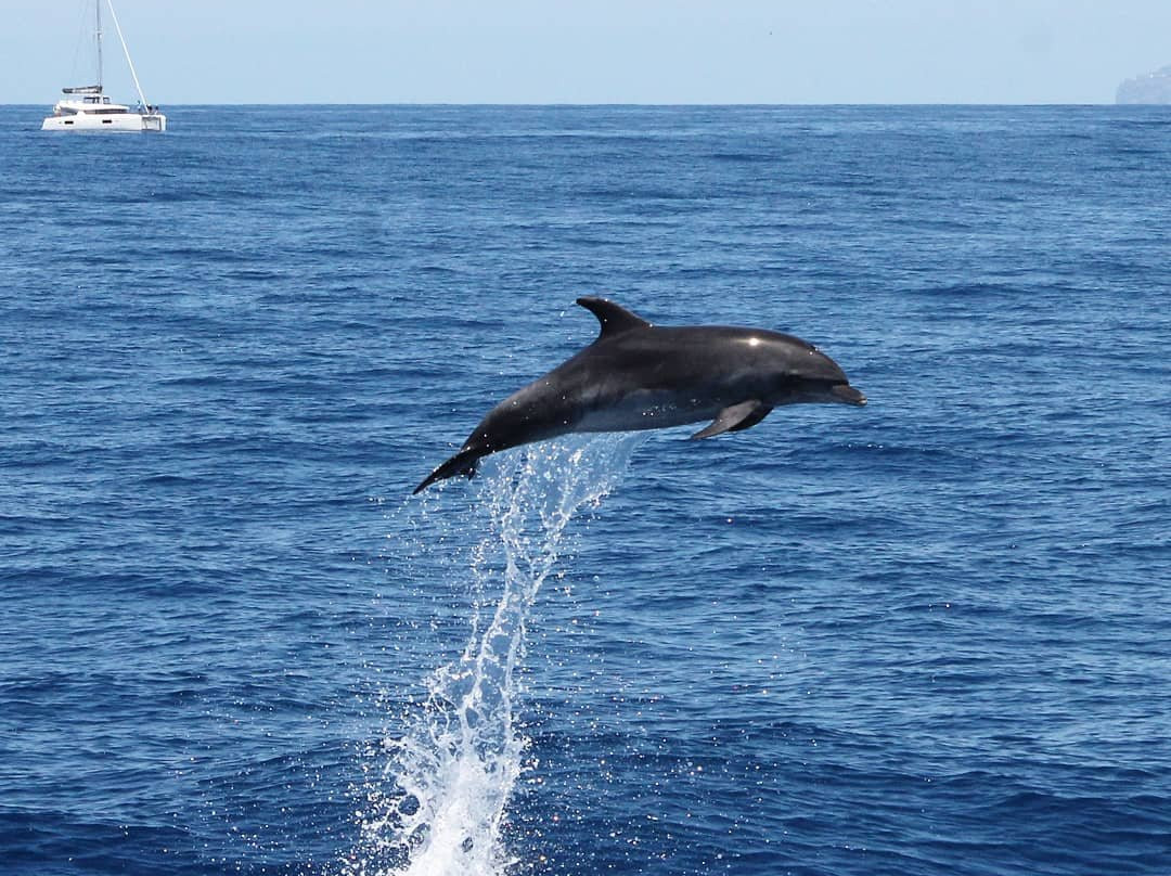 Atlantic Pearl Catamaran Trips-沙尔必去景点